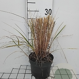 Calamagrostis acut. 'Overdam' GM 2,0L