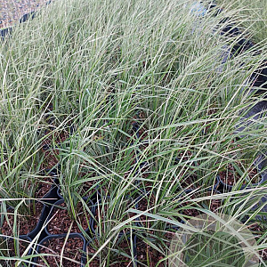 Calamagrostis acut. 'Overdam' GM 2,0L