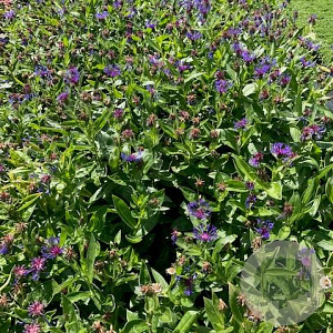 Centaurea montana GM 2,0L