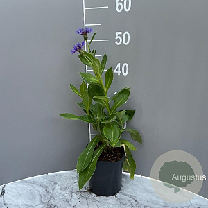 Centaurea montana GM 2,0L