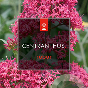 Centranthus ruber 'Coccineus' GM 2,0L