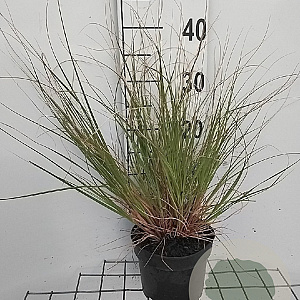 Cortaderia s. 'Pumila' GM 2,0L
