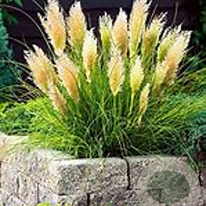 Cortaderia s. Tiny Pampa Gold GM 2,0L