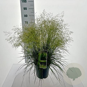 Deschampsia cesp. 'Tardiflora' 60-80 cm 6,5L