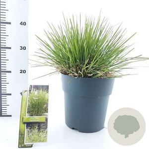 Deschampsia cesp. 'Tardiflora' 60-80 cm 6,5L