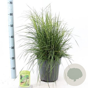 Deschampsia cesp. 'Tardiflora' 60-80 cm 6,5L
