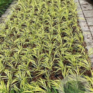 Hakonechloa macra 'Aureola' GM 2,0L