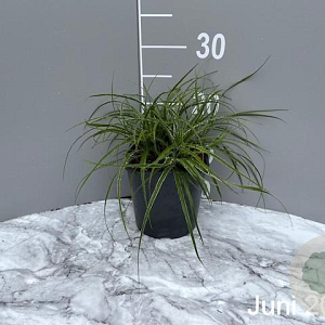 Luzula nivea GM 2,0L