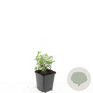 Nepeta faassenii 'Six Hills Giant' GM P9