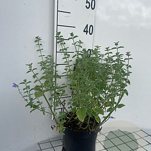 Nepeta 'Six Hills Gold' GM 2,0L