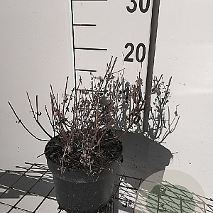 Nepeta 'Six Hills Gold' GM 2,0L