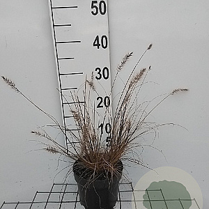 Pennisetum al. 'Little Bunny' GM 2,0L
