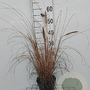 Pennisetum alopecuroides viridesc. GM 2,0L