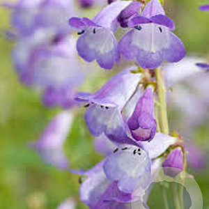 Penstemon 'Alice Hindley' GM 2,0L