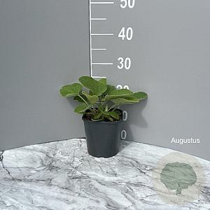 Phlomis russeliana GM 2,0L