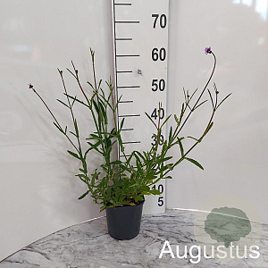 Verbena bonariensis GM 2,0L