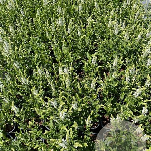 Salvia nem. 'Schneehügel' GM 2,0L