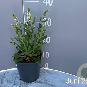 Salvia nem. 'Schneehügel' GM 2,0L