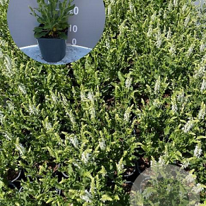 Salvia nem. 'Schneehügel' GM 2,0L