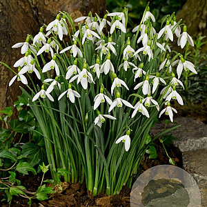 Galanthus elwesii GM P9
