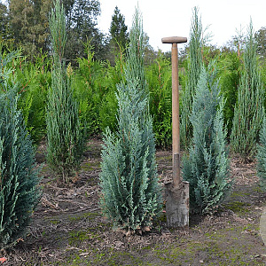 Chamaecyparis l. 'Columnaris' 80-100 cm met kluit