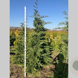Cupressocyparis leylandii 225-250 cm met kluit