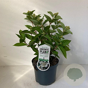 Hydrangea pan. 'Dharuma' 30-40 cm 3,5L