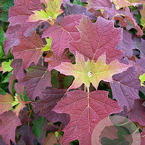 Hydrangea querc. 'Harmony' 30-40 cm 3,5L