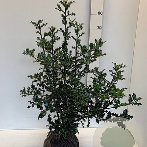 Ilex aquifolium 60-80 cm met kluit