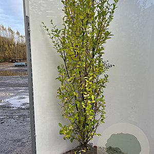 Ligustrum ovalifolium 175-200 cm met kluit