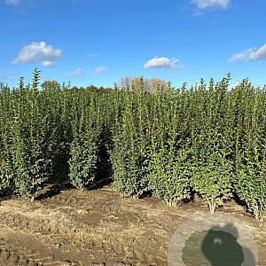 Ligustrum ovalifolium 175-200 cm met kluit