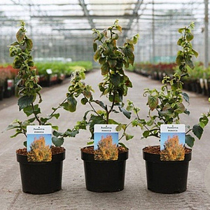 Parrotia persica 60-80 cm 3,5L