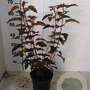 Physocarpus opulif. Lady in Red 40-50 cm 3,0L