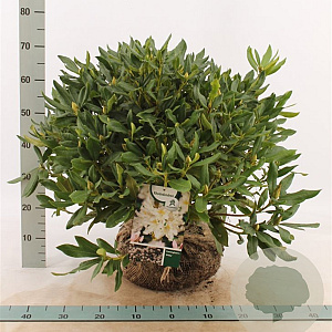 Rhododendron 'Cunningham's White' 50-60 cm met kluit
