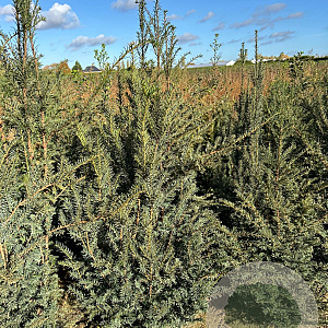 Taxus baccata 150-175 cm met kluit
