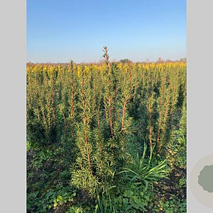 Taxus media 'Hicksii' 60-80 cm met kluit