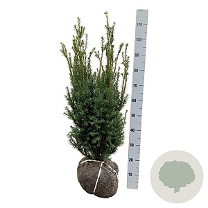 Taxus media 'Hicksii' 80-100 cm met kluit