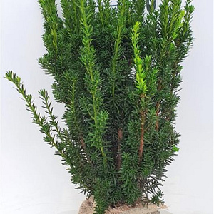 Taxus media 'Hillii' 50-60 cm met kluit