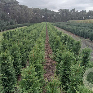 Thuja occ. 'Brabant' 125-150 cm met kluit