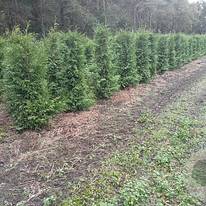 Thuja occ. 'Brabant' 125-150 cm met kluit
