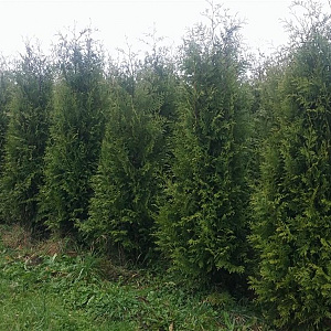 Thuja occ. 'Brabant' 200-225 cm met kluit