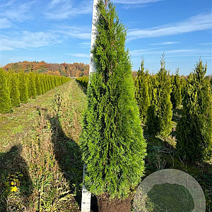 Thuja occ. 'Smaragd' 140-160 cm met kluit