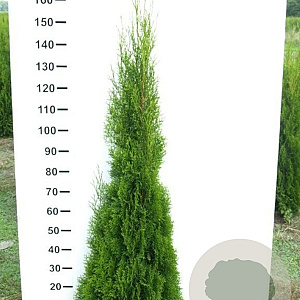 Thuja occ. 'Smaragd' 140-160 cm met kluit
