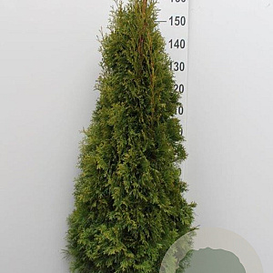 Thuja occ. 'Smaragd' 140-160 cm met kluit