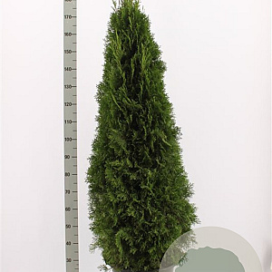Thuja occ. 'Smaragd' 160-180 cm met kluit
