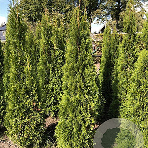 Thuja occ. 'Smaragd' 160-180 cm met kluit