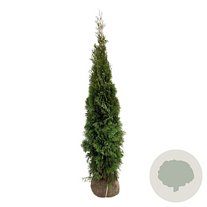 Thuja occ. 'Smaragd' 200-225 cm met kluit