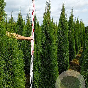 Thuja occ. 'Smaragd' 200-225 cm met kluit
