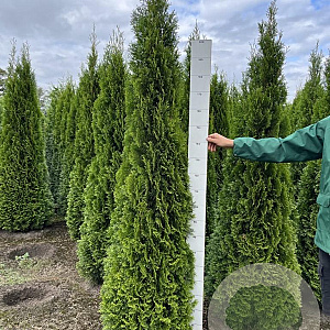 Thuja occ. 'Smaragd' 200-225 cm met kluit