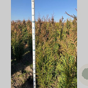 Thuja pl. 'Atrovirens' 125-150 cm met kluit